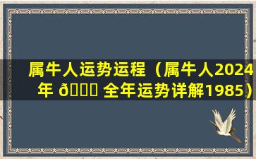 属牛人运势运程（属牛人2024年 🕊 全年运势详解1985）